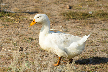 Naklejka na ściany i meble The picture ducks on the farm. Place for your text.