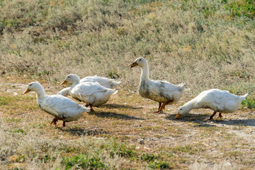 The picture ducks on the farm. Place for your text.