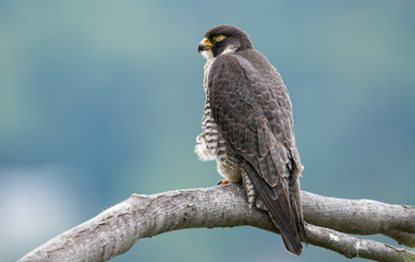 Peregrine Falcon 