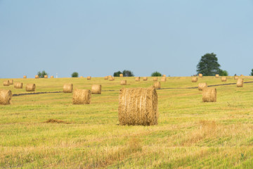 Bales of hay on the field. the hay harvest in the fall.