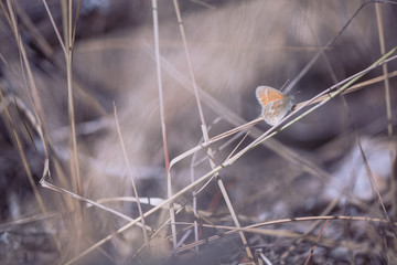 Orange Moth on Dry Grass