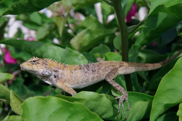 lizard