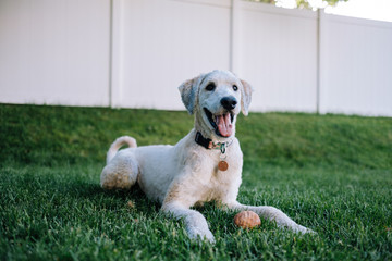 Happy Dog Laying in the Grass with a Ball and Tongue Out