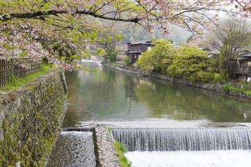 Canal with cherry blossom in Arashiyama,Kyoto
