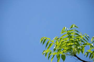 Fresh verdure and blue sky at spring time,Takamatsu city,Shikoku,Japan