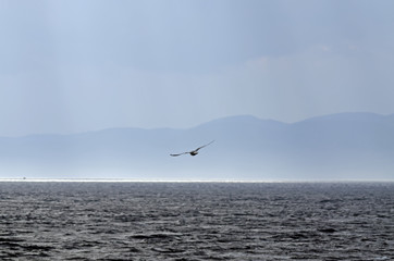 Gull on dark sky