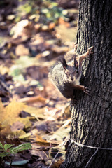 squirrel