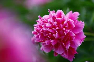 Blooming peony, very beautiful