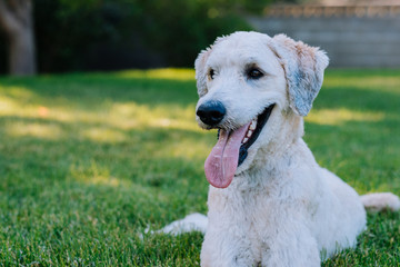 Happy Dog Laying in the Grass with Tongue Out