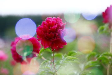 Blooming peony, very beautiful