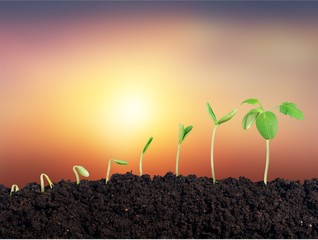 Growth of new life on  background