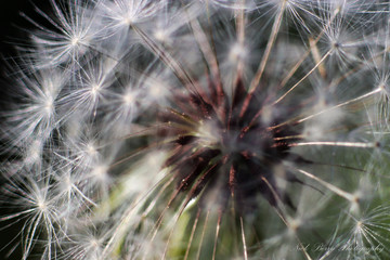 Close up view of dandelion with gentle soft seedlings