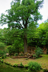 beautiful Sunny day in the rocky forest