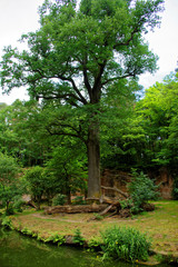 Fototapeta premium beautiful Sunny day in the rocky forest