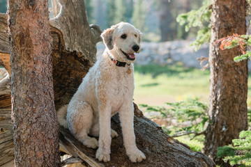 Fluffy Dog Sitting on a Fallen Tree