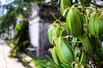 General angled view of old antique cemetery with raised crumbling sepulchers and blue skies