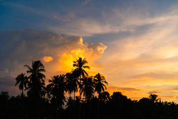 Tropical palm coconut trees on sunset sky nature background.