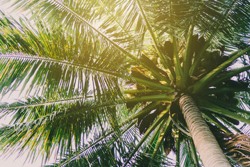 Blur nature bokeh green park by beach and tropical coconut trees