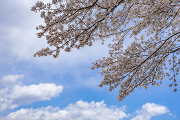 満開の桜と青空