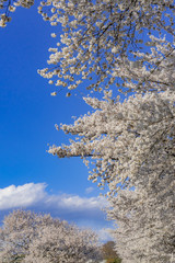 満開の桜と青空