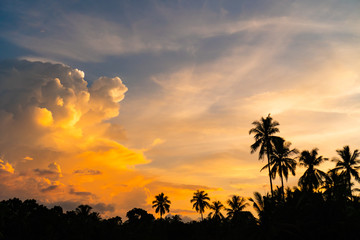 Obraz premium Tropikalni palmowi kokosowi drzewa na zmierzchu nieba natury tle.