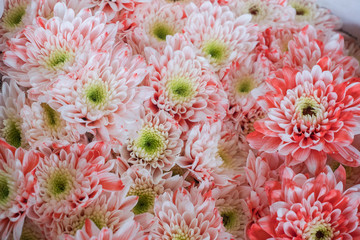 Beautiful flowers at the flower market in Thailand.