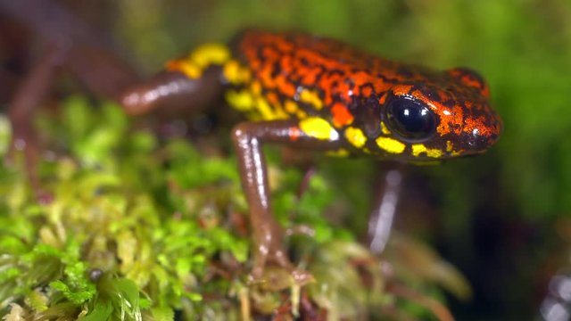 Rio Santiago Poison Frog (Excidobates captivus). A very rare frog restricted in distribution to a small area in the Cordillera del Condor, southern Ecuador.