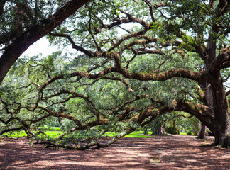 Close up view of twisting gnarled branches on old oak trees with bright skies and green grass