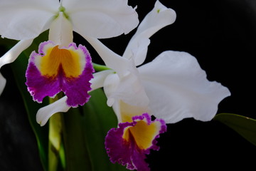 iris on black background