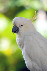 Naklejka premium Sulphur crested cockatoo
