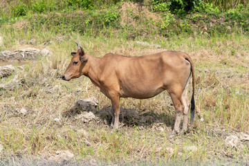 Obraz na płótnie Canvas standing brown cow on field nature background