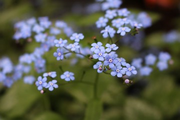 Tiny Blue Flowers