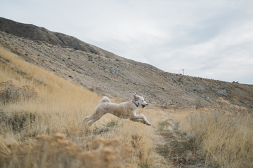 Naklejka premium Fluffy Happy Dog Running Through a Field
