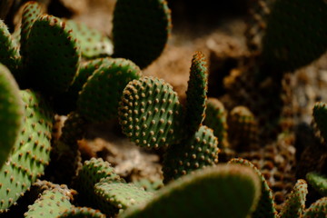 close up of cactus