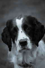 Portrait image of adorable springer spaniel dog with large floppy ears and blurred background