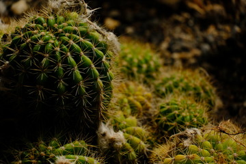 cactus in the garden