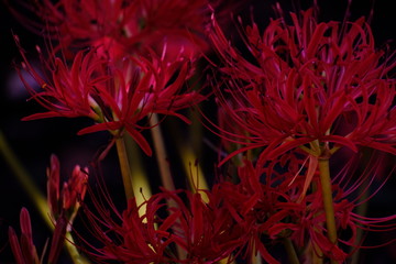 background of flowers