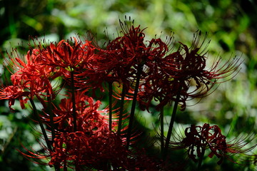 red flowers in the garden