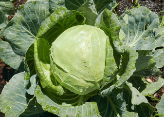 A large head of cabbage in the garden