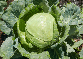 Fototapeta premium A large head of cabbage in the garden