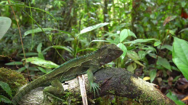 Red-throated wood lizard (Enyalioides rubrigularis). In its natural habitat, mossy humid montane rainforest in the Cordillera del Condor, southern Ecuador.