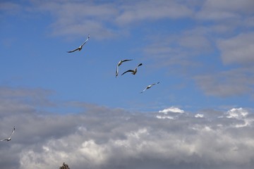 flock of seagulls