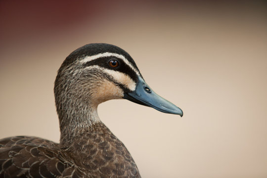 Pacific Black Duck