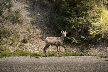 Wildlife mammal - beautiful wild mountain goat buck