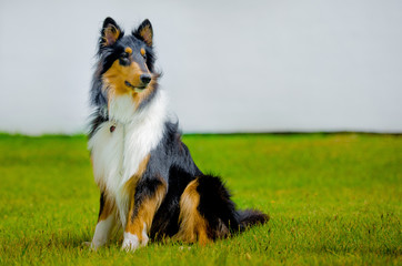 Perro Collie 