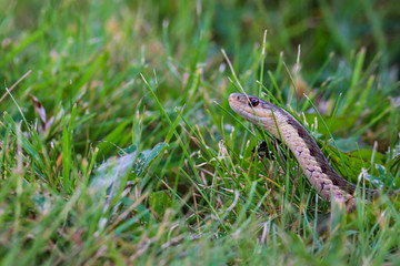 Close up view of garden snake slithering through lush green grass