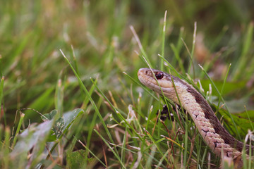 Close up view of garden snake slithering through lush green grass