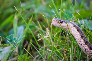 Close up view of garden snake slithering through lush green grass