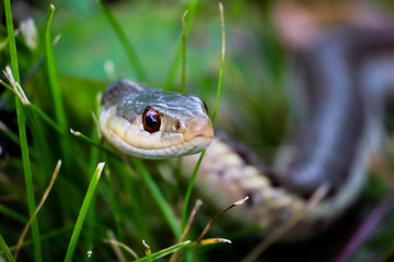 Close up view of garden snake slithering through lush green grass