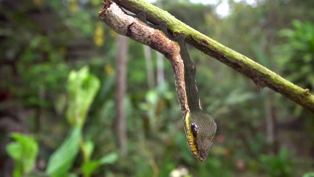 Snake-mimic caterpillar, Hemeroplanes triptolemus family Sphingidae. This caterpillar from the Ecuadorian Amazon protects itself from predators by mimicking a poisonous snake.